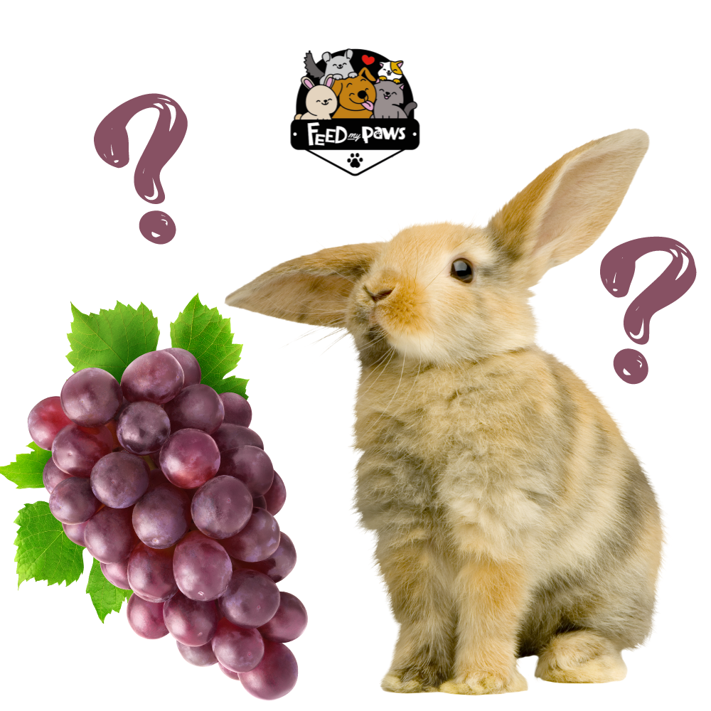 Can rabbits eat grapes? – Feed My Paws