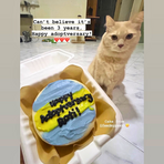 Feed My Paws Singapore | Cat Bakery | Handmade Birthday Cake Cat Kitten | Blue Yellow | SG Delivery