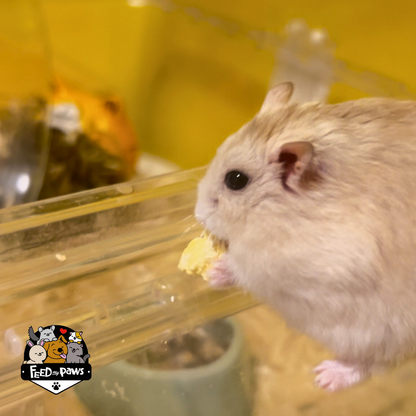 Scrambled Eggs (Freeze-dried) for Hamsters