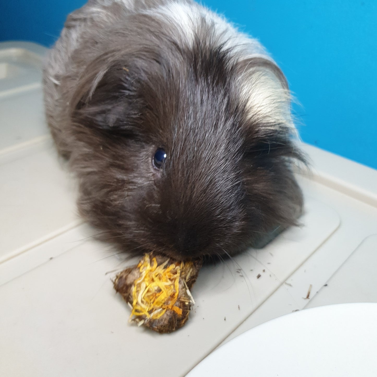 black and white guinea pig enjoying herb hearts treats - created for hamsters rabbits guinea pigs in singapore