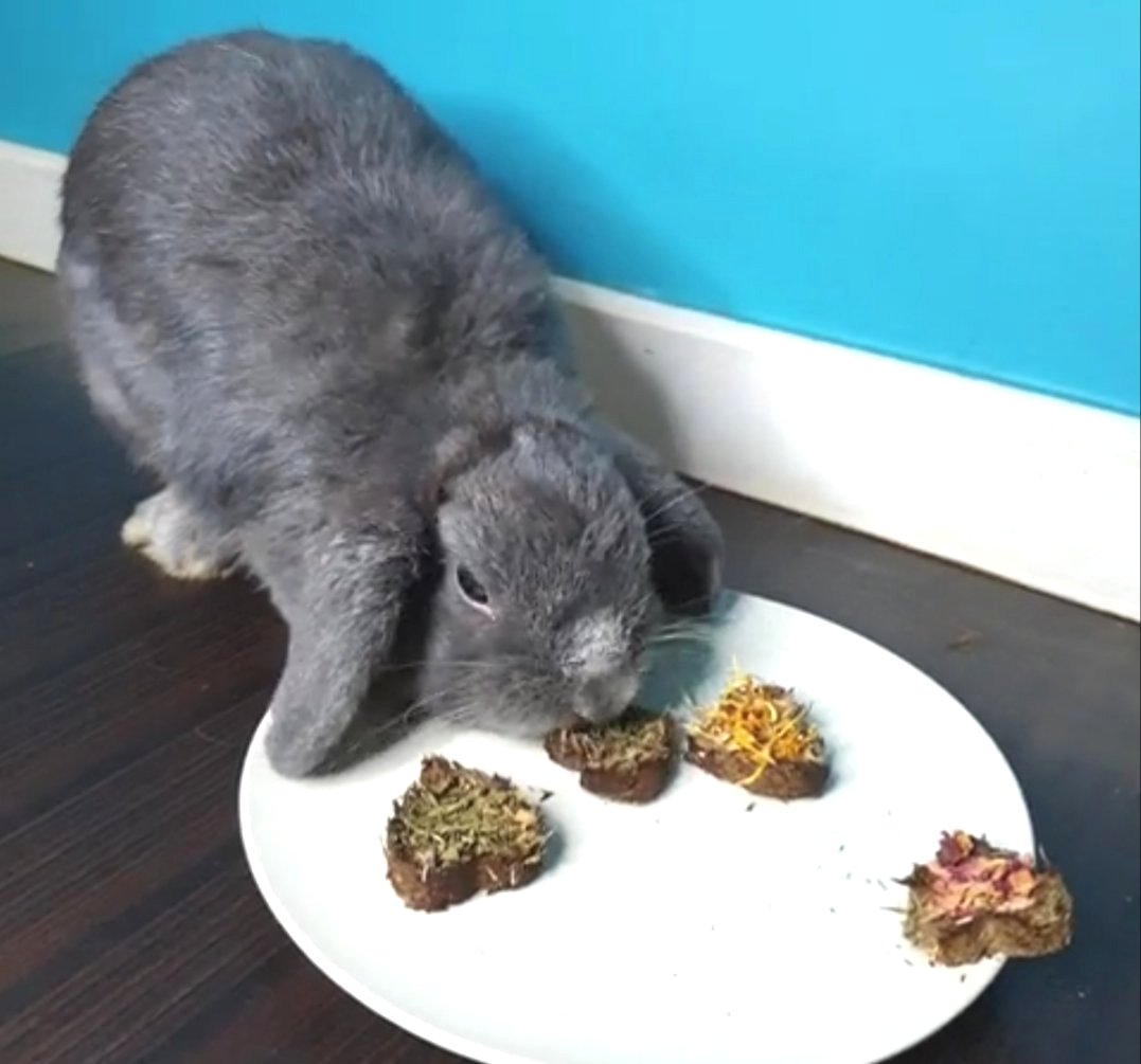 grey rabbit enjoying herb heart treats - made for for hamsters rabbits guinea pigs in singapore