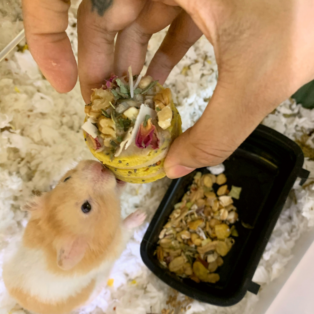 Mini Hamster Birthday Cake