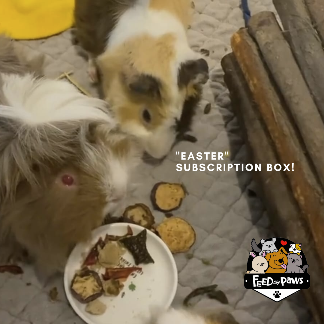 Feed My Paws Subscription Club: Subscription Box for Rabbits & Guinea Pigs! (Bi-monthly)