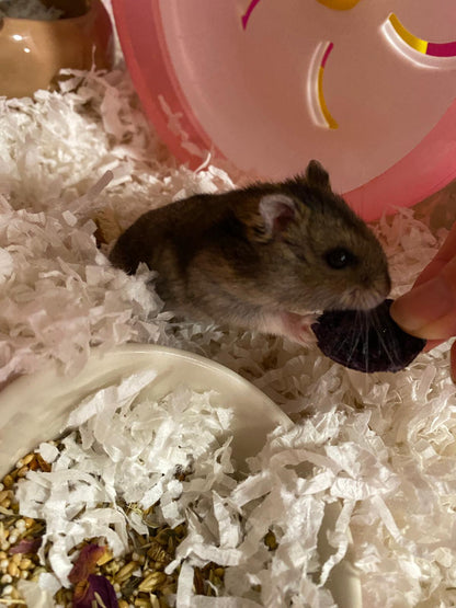 cute hamster with our beary biscuits treats for hamster rabbits and guinea pigs in singapore