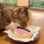 Feed My Paws Singapore | Cat Bakery | Handmade Birthday Cake Cat Kitten | Purple | SG Delivery